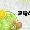 燕尾蝶（关于燕尾蝶的简介）