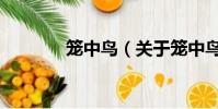 笼中鸟(关于笼中鸟的简介)