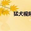 猛犬视频（关于猛犬视频的简介）