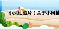 小凤仙照片(关于小凤仙照片的简介)