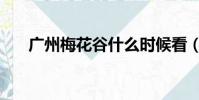 广州梅花谷什么时候看(广州梅花谷)