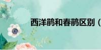 西洋鹃和春鹃区别(西洋鹃)