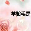 羊驼毛是什么动物（羊驼毛是什么）