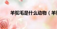羊驼毛是什么动物(羊驼毛是什么)