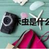 禾虫是什么虫可以吃吗（禾虫是什么）