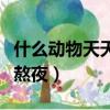 什么动物天天熬夜打三个数字（什么动物天天熬夜）