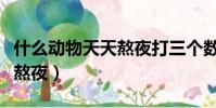 什么动物天天熬夜打三个数字(什么动物天天熬夜)