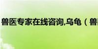 兽医专家在线咨询,乌龟(兽医专家在线咨询)