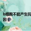 b细胞不能产生抗体的原因有哪些（b细胞不能产生抗体的原因）