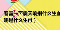 春雷一声震天响指什么生血肖(一声春雷震天响是什么生肖)