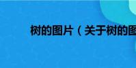 树的图片(关于树的图片的简介)