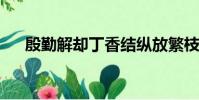 殷勤解却丁香结纵放繁枝散诞春的意思