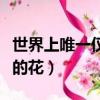 世界上唯一仅有的花中文版（世界上唯一仅有的花）