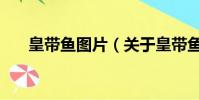 皇带鱼图片(关于皇带鱼图片的简介)