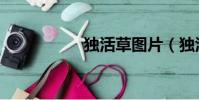 独活草图片(独活草)