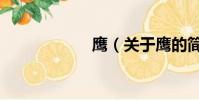 鹰(关于鹰的简介)