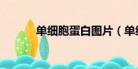 单细胞蛋白图片(单细胞蛋白)