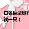白色巨型贵宾犬多少钱一只（巨型贵宾犬多少钱一只）