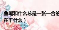 鱼嘴和什么总是一张一合的(鱼嘴一张一合是在干什么)
