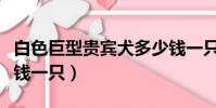 白色巨型贵宾犬多少钱一只(巨型贵宾犬多少钱一只)