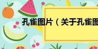 孔雀图片(关于孔雀图片的简介)