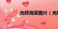 光辉海棠图片(光辉海棠)