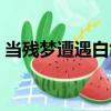 当残梦遭遇白鸽（关于当残梦遭遇白鸽介绍）