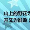 山上的野花为谁开又为谁败（山上的野花为谁开又为谁败）