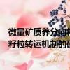 微量矿质养分向籽粒转运机制的研究（关于微量矿质养分向籽粒转运机制的研究介绍）