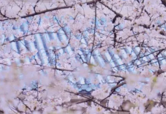 今年武汉大学樱花初花期偏早