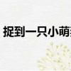捉到一只小萌妻（关于捉到一只小萌妻简介）