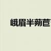 峨眉半蒴苣苔（关于峨眉半蒴苣苔简介）