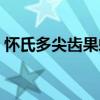 怀氏多尖齿果蝠（关于怀氏多尖齿果蝠介绍）