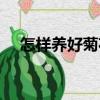 怎样养好菊花（关于怎样养好菊花介绍）