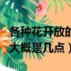 各种花开放的时间是几点（各种花开放的时间大概是几点）
