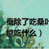 蚕除了吃桑叶还吃什么叶子（蚕除了吃桑叶还能吃什么）