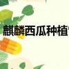 麒麟西瓜种植管理方法（麒麟西瓜种植技术）