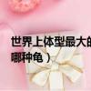 世界上体型最大的乌龟是什么龟（世界上体型最大的乌龟是哪种龟）