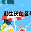 鹤生长在沼泽地还是湖泊（鹤生长在沼泽地对吧）