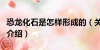 恐龙化石是怎样形成的(关于恐龙化石形成的介绍)