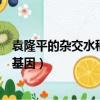 袁隆平的杂交水稻是转基因吗（袁隆平的杂交水稻是不是转基因）
