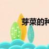 芽菜的种植方法（芽菜怎么种植）