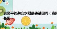 袁隆平的杂交水稻是转基因吗(袁隆平的杂交水稻是不是转基因)