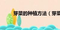 芽菜的种植方法(芽菜怎么种植)