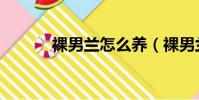 裸男兰怎么养(裸男兰如何养)