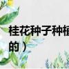 桂花种子种植方法（桂花种子种植方法是怎样的）