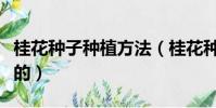 桂花种子种植方法(桂花种子种植方法是怎样的)