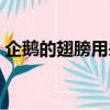 企鹅的翅膀用来做什么的（企鹅翅膀的作用）