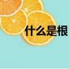 什么是根目录（根目录是什么意思）
