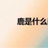 鹿是什么部首（鹿具体是什么部首）
